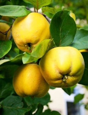 Coings dorés