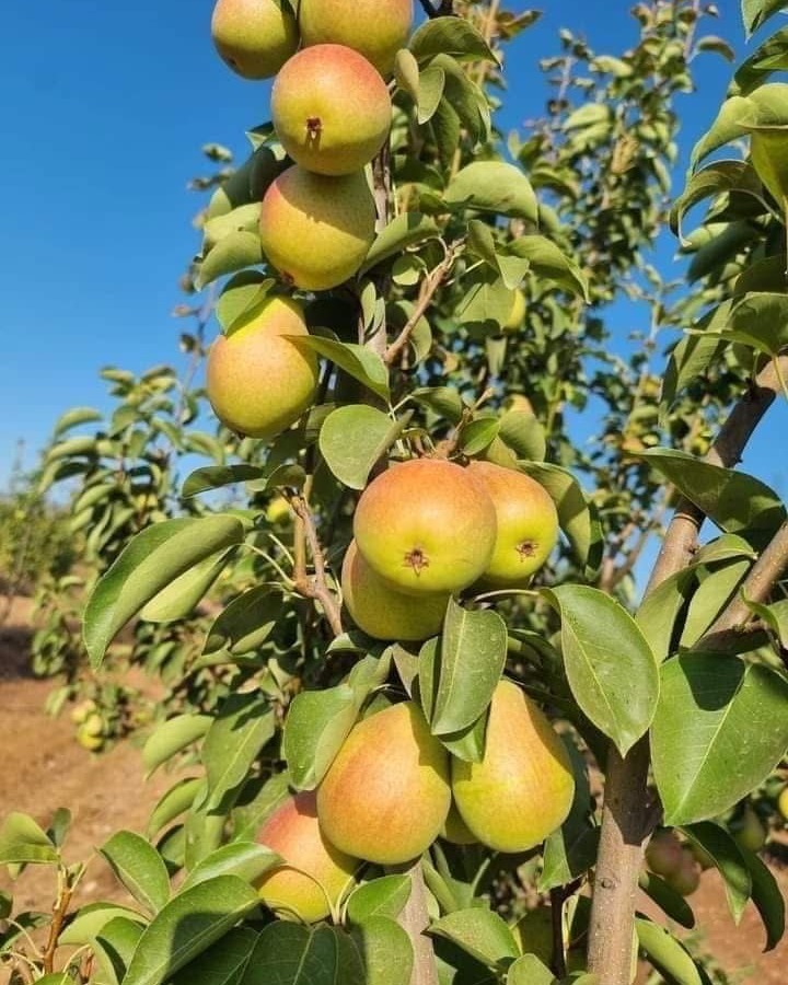 Poires fraîches