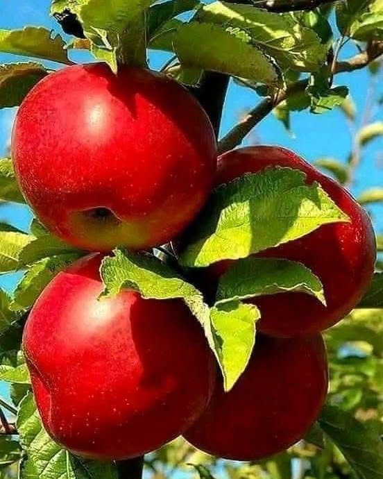 Pommes rouges